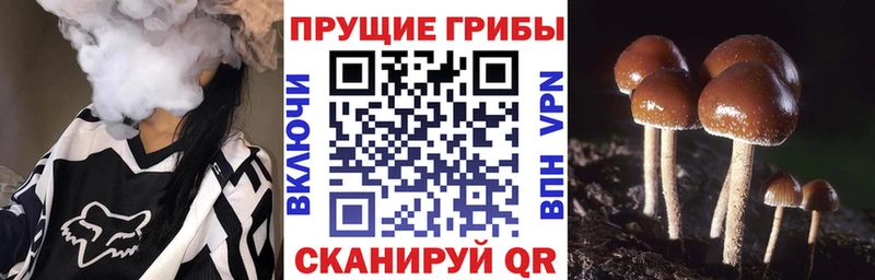 Галлюциногенные грибы Magic Shrooms  Купить где  Ковылкино 